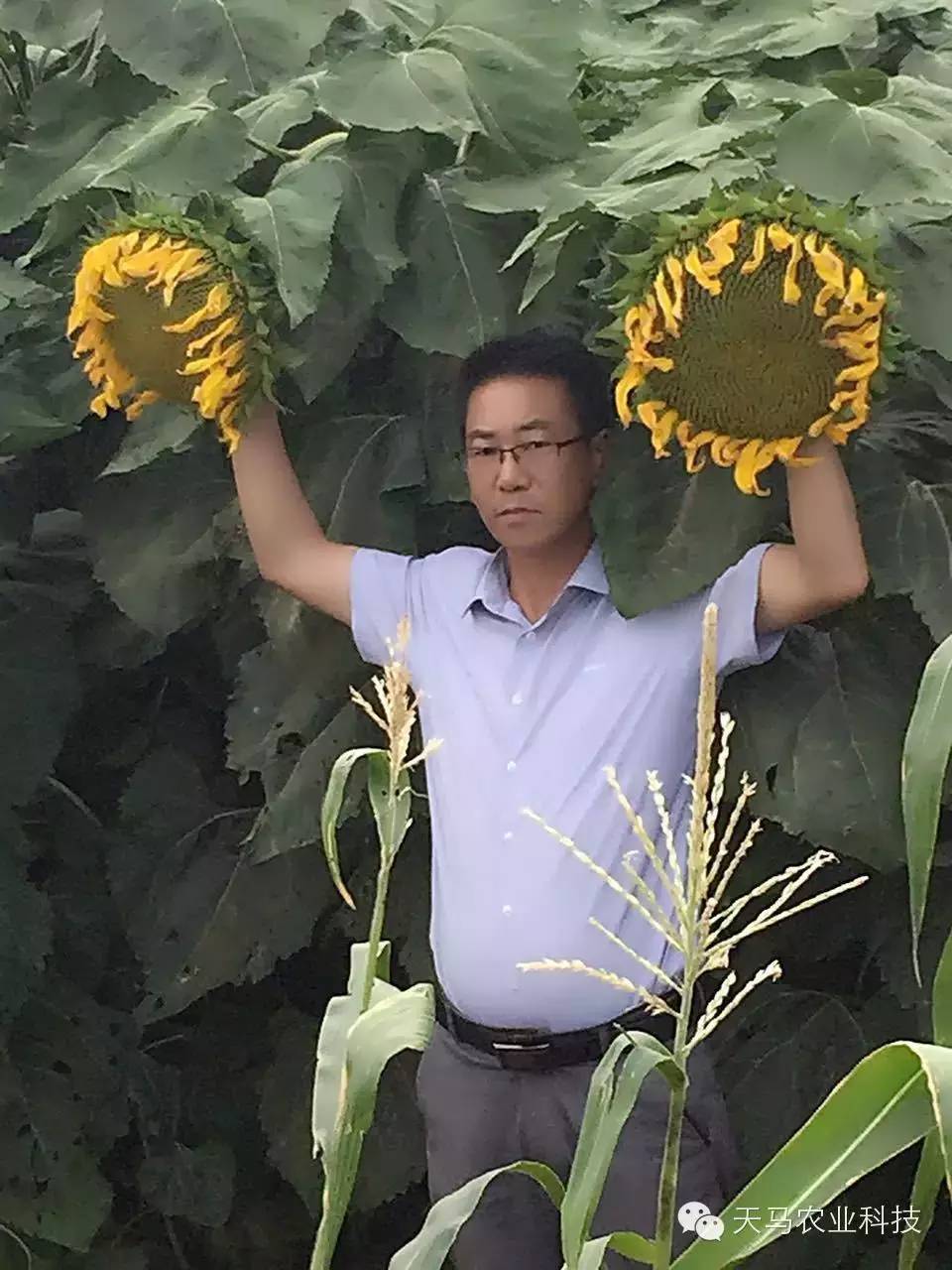 T6081食葵