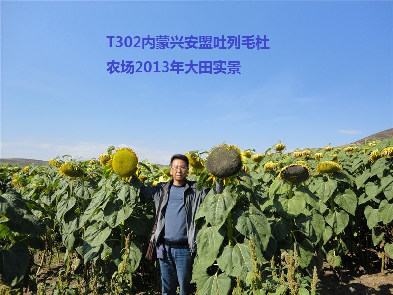 【专家】向日葵种子怎么处理？ 自己种向日葵的方法和步骤你知道吗？