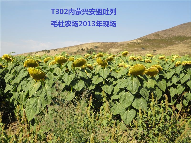 油葵大田表现