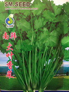 叶菜类种子