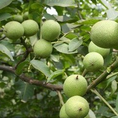 核桃树
