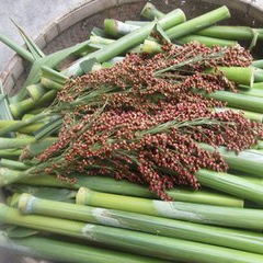 甜高粱