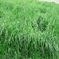 黑麦草