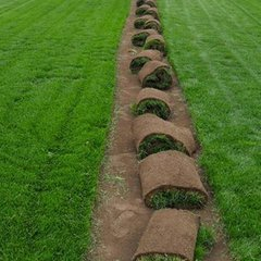 高羊茅