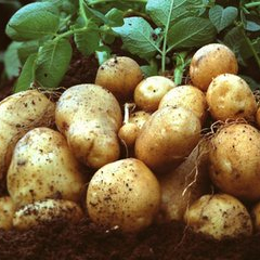种子种苗什么时间种植向日葵？ 向日葵生育期介绍