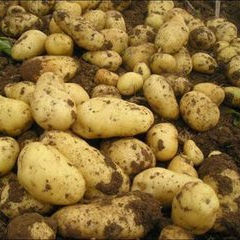 【图】向日葵种植注意事项 葵花的主要特性