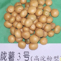 陇薯3号