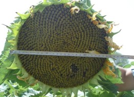 T302（高油酸）油葵