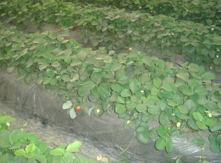 草莓生产基地