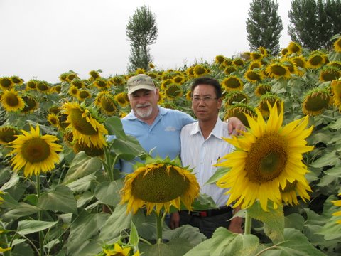 T301（大颗粒）油葵