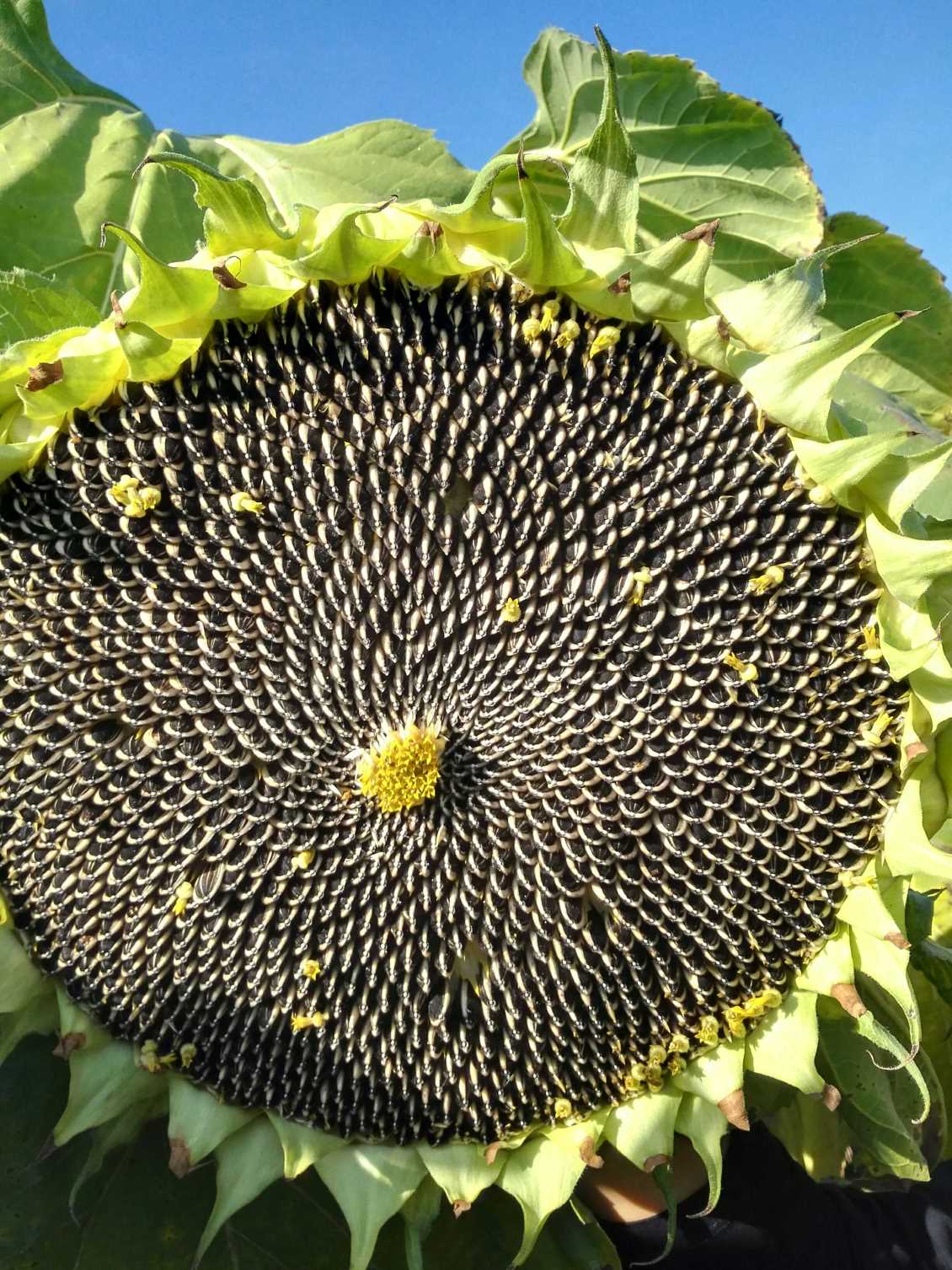 向日葵种子向日葵种植管理怎么做? 葵花种子病原菌的防治方法有哪些?