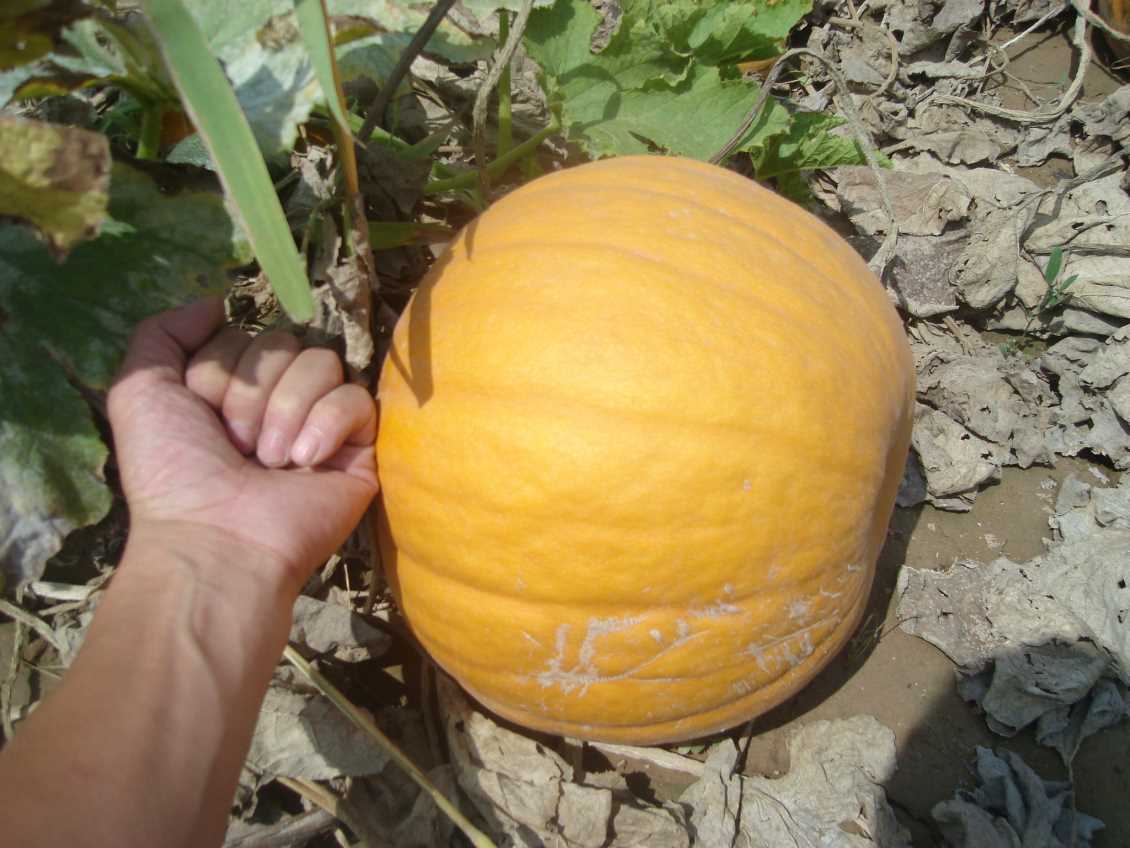 金戈王一星(无壳葫芦)