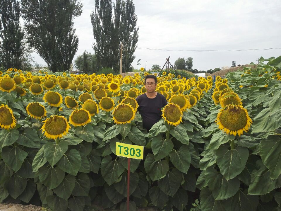 【图解】向日葵种植管理 自己种向日葵的方法和步骤