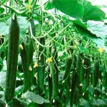 黄瓜种苗