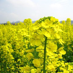 油菜