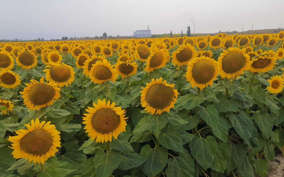 T303（矮大头）油葵